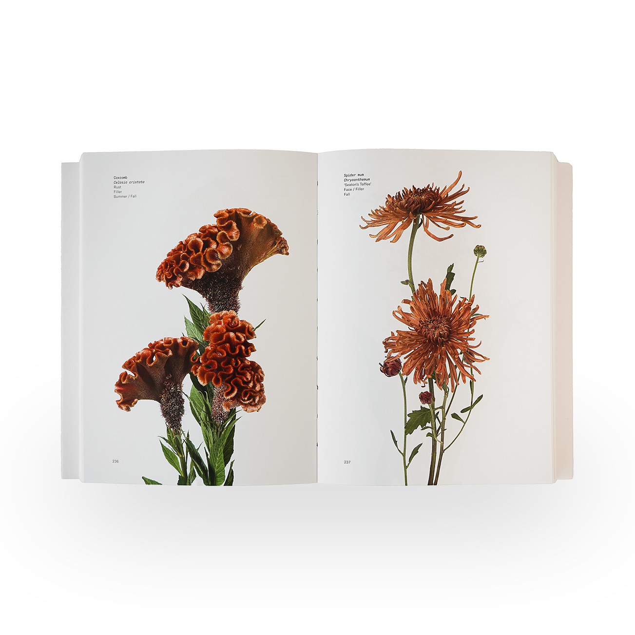 Flower Color Guide - Darroch and Michael Putnam